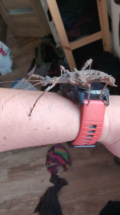 Straszyk filipiński straszyk north luzon