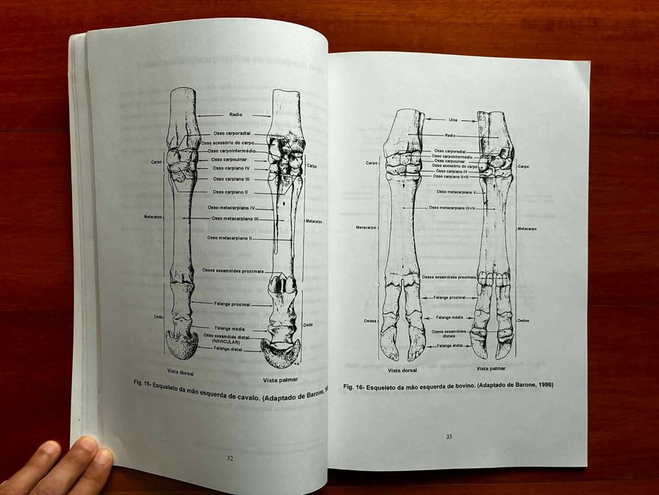 Osteologia II - Esqueleto Apendicular
