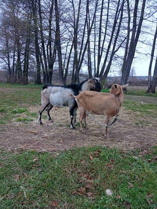 Коза породиста ,кітна 3 місяців