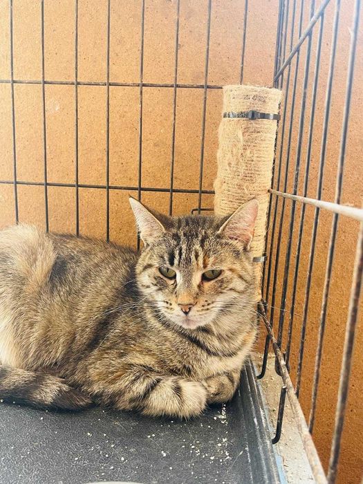 Sabrina - Para Adopção