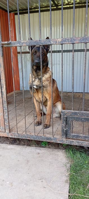 Кабель Малінуа для в'язки