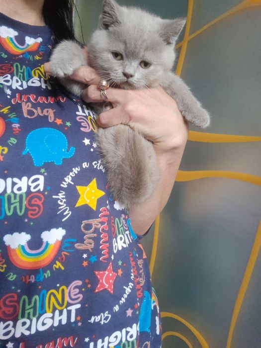 Шотландська лілова киця