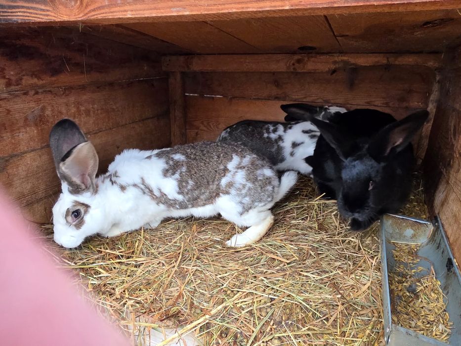 Króliki małe i duże