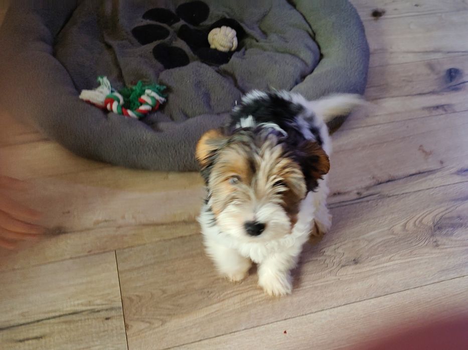 Yorkshire Terrier Biewer dziewczynka suczka śliczna York