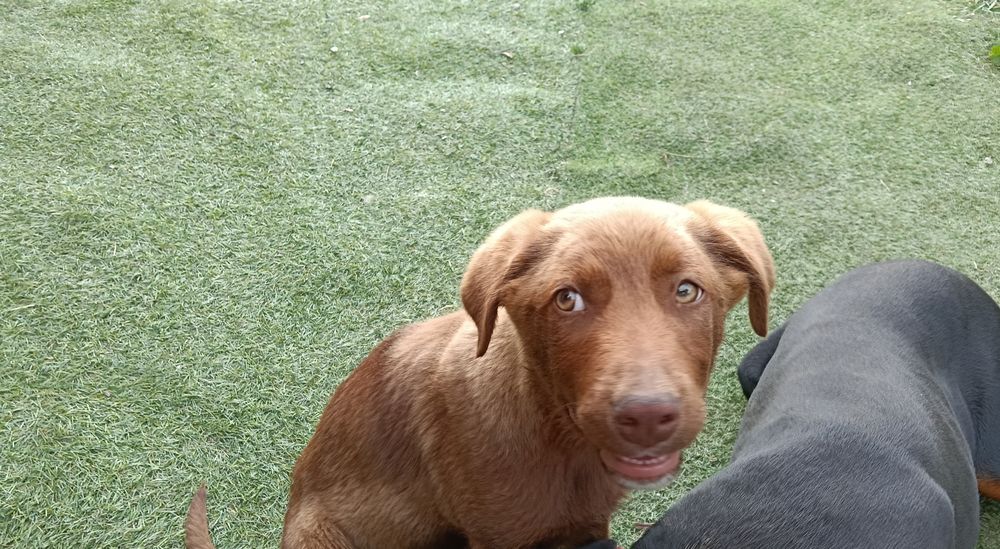 Cão jovem castanho