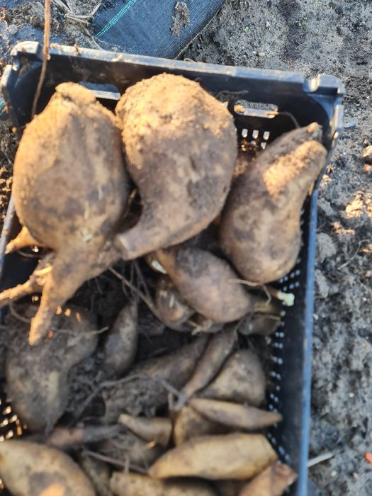 Batata yacon biológica "batata do diabético"