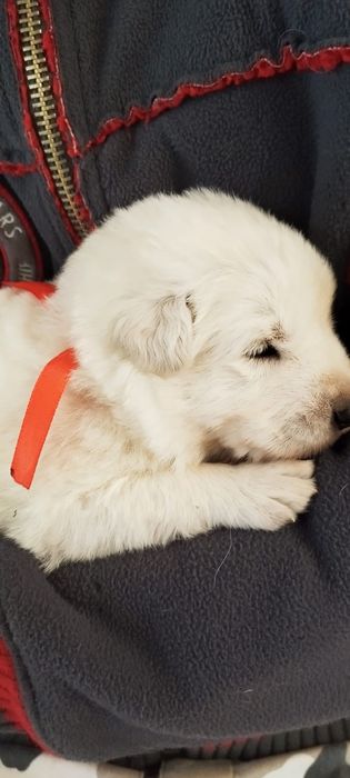 Owczarek szwajcarski