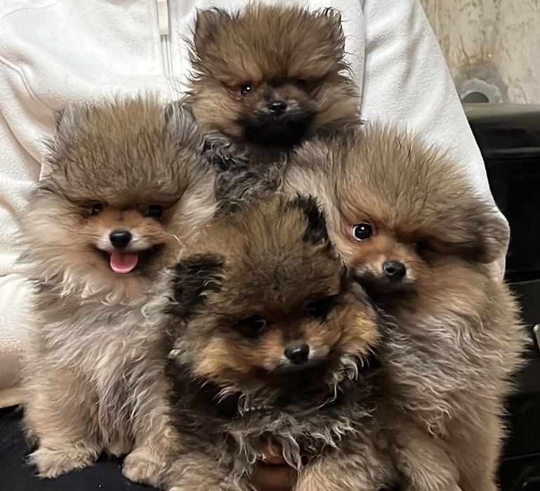 Померанський шпіц