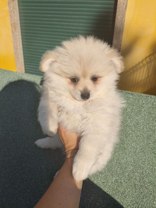 Spitz alemão porte médio menina