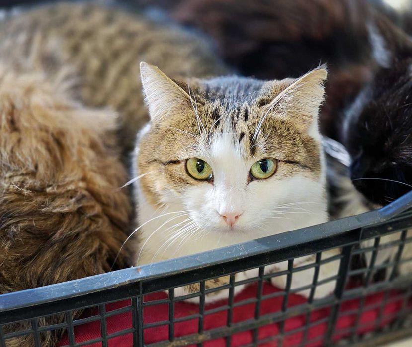 Дуже ніжна чарівна киця Лайта терміново, 1 р, кішка, кошка шукає дім