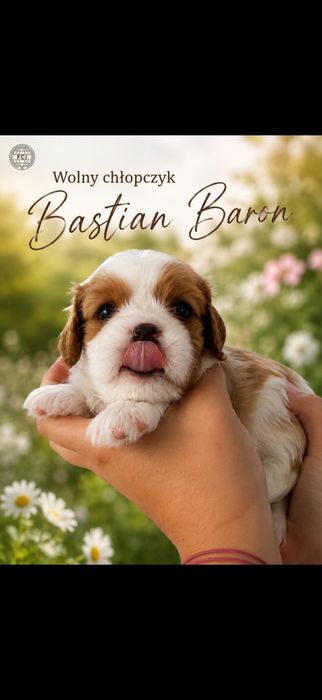 Cavalier king charles spaniel po wyjatkowych rodzicach