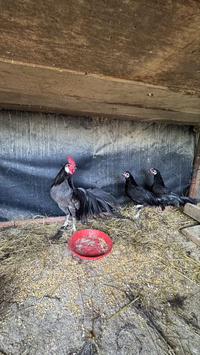 Trio de fenix de 2025