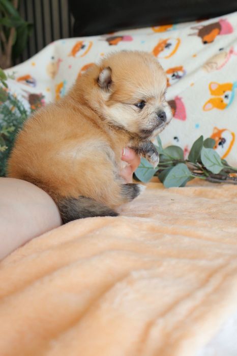 Lulu da Pomerânia.  Mini. Pedigree. Lop e Afixo Perfeito