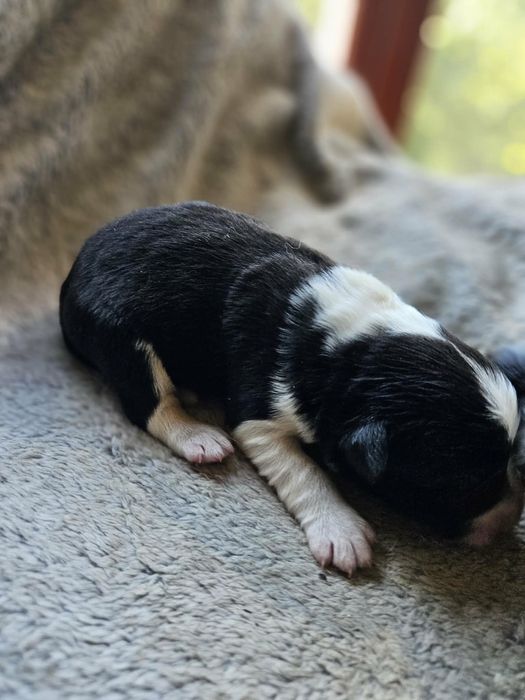 Suczka Border Collie ZKwP FCI czarno biała