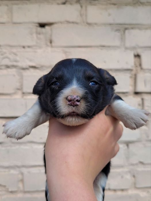 Цуценята дівчатка