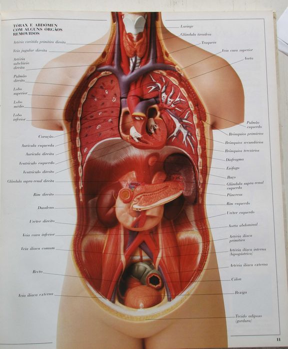 O Corpo Humano e Outras Grandes Máquinas - - - - - Enciclopédia
