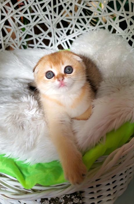 Сама нежность,  котята золотая шиншилла.