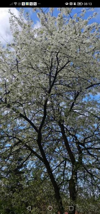 5 sadzonek wiśni bardzo dobra stara odmiana