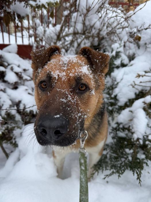 Шукаємо сімʼю для хорошого хлопчика