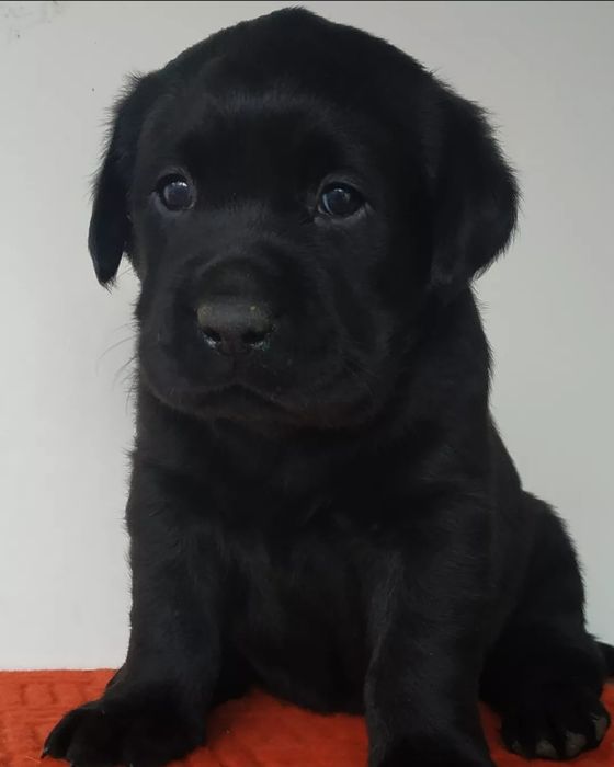 Labrador Retriever Lop e afixo