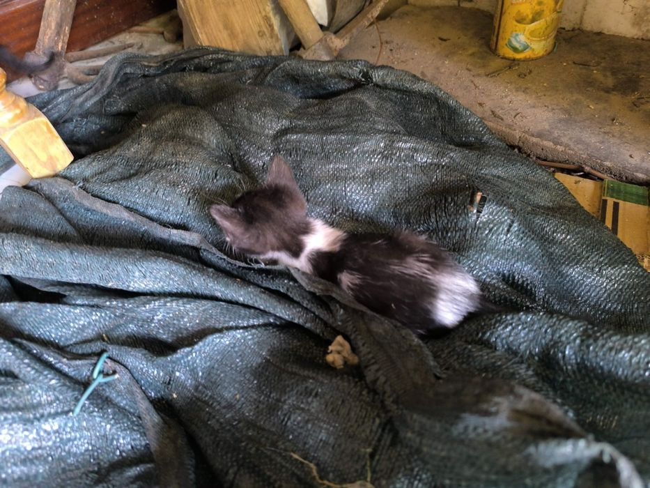 Gatinhos para oferecer Moreira de Cónegos