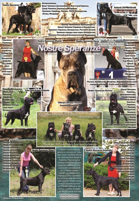 Супер дівчинка форментино із професійного розплідника