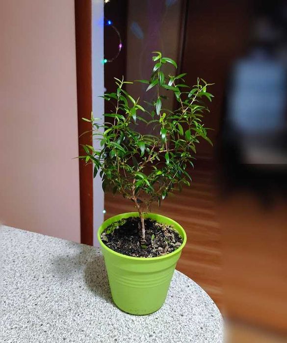 мирт деревце домашнее