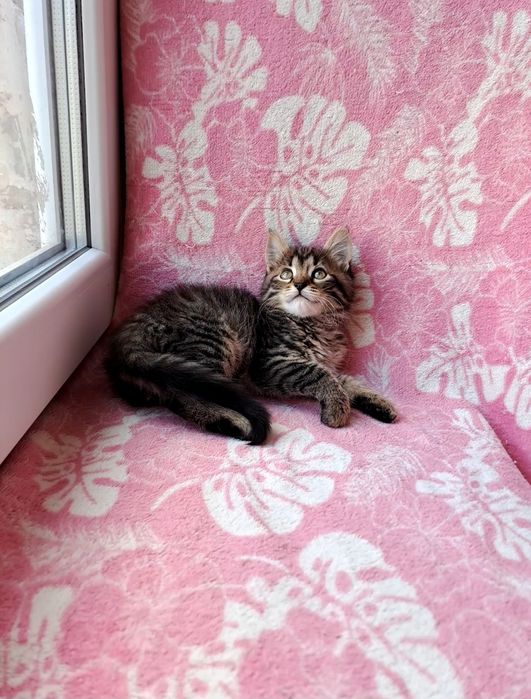 Пушистый сибирский малыш