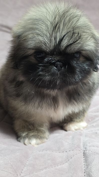 Королівський пікінес