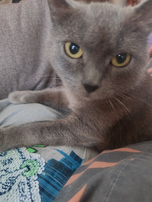 Кішка британка шукає сім'ю срочно.