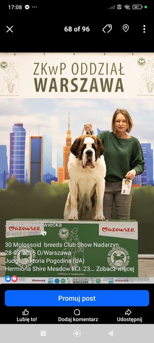 Bernardyn długowłosy suczka ZKwP FCI