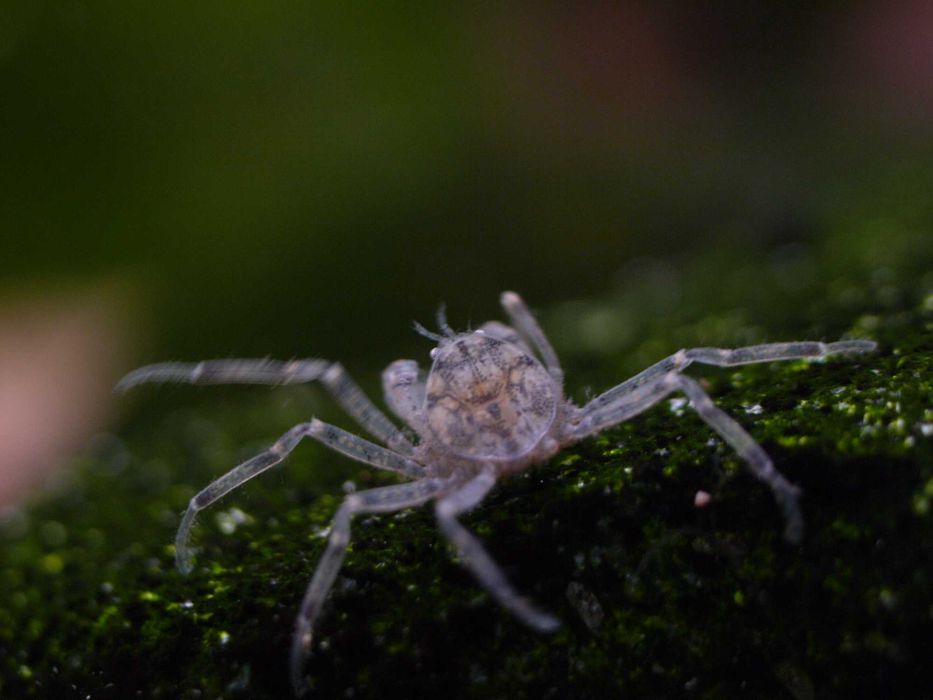 Micro krab fajny mały krabik do akwarium