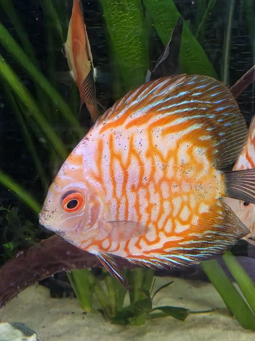 Discus Pigeon Red Stone