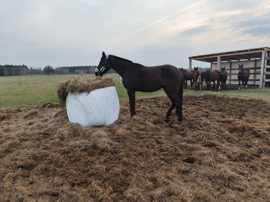 Obornik koński sprzedam