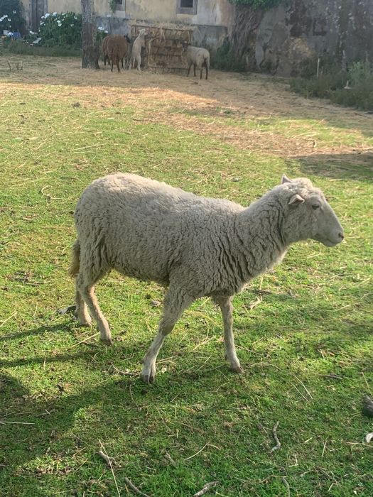 Ovelhas e cabras novas