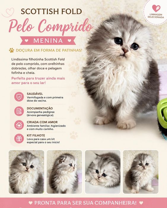 Femea scottish fold orelha perfeita