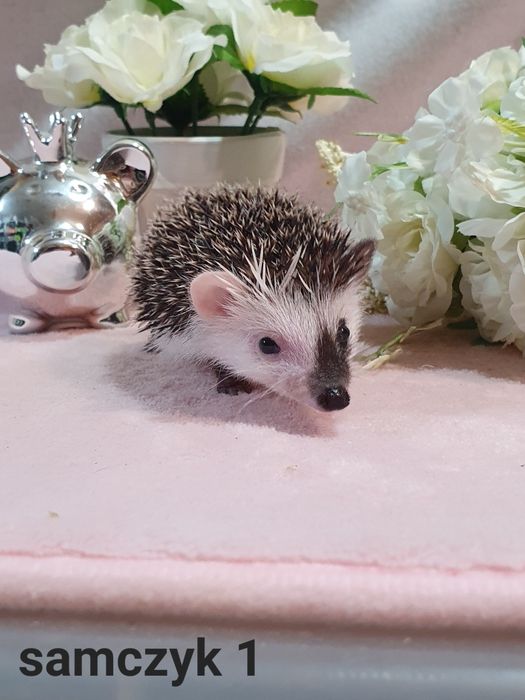 Jez jeżyki jeżolki jeż pigmejski jez afrykanski