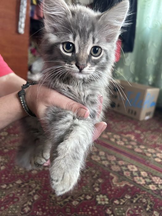 Котята в добрі рукі