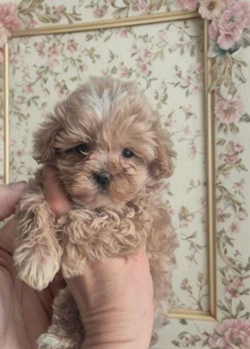 Мини МАЛЬТИПУсики.