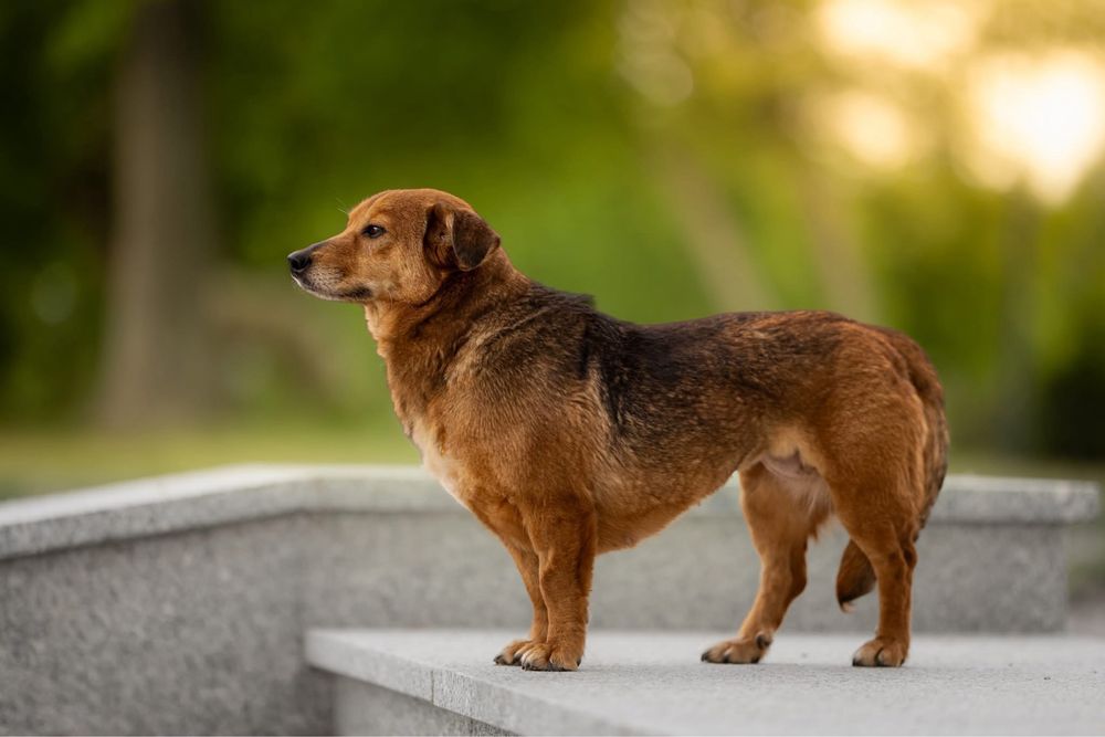 Spokojna kochana zrównoważona Adelajda do adopcji