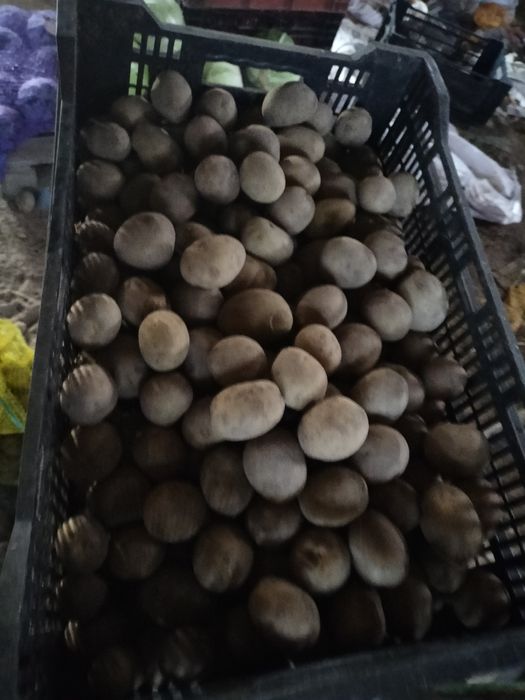 Ziemniaki jadalne vineta  wielkość sadzeniaka dowoz gratis