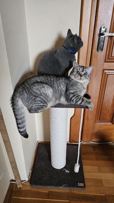 Шотландський котик