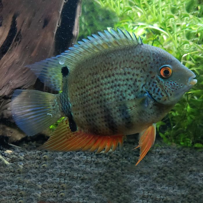 Severum Verde (Herus Severum)