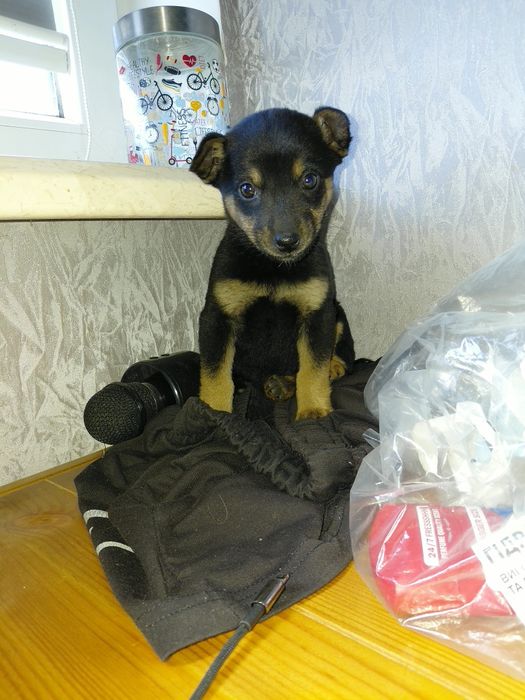 Шукаємо дім для маленької дівчинки