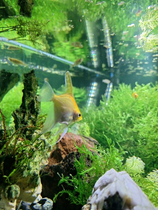 Dois Escalares peixe