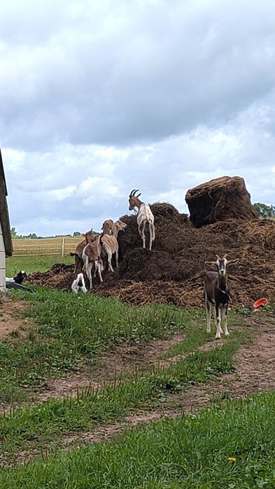 Młoda kózka 1,5 roku
