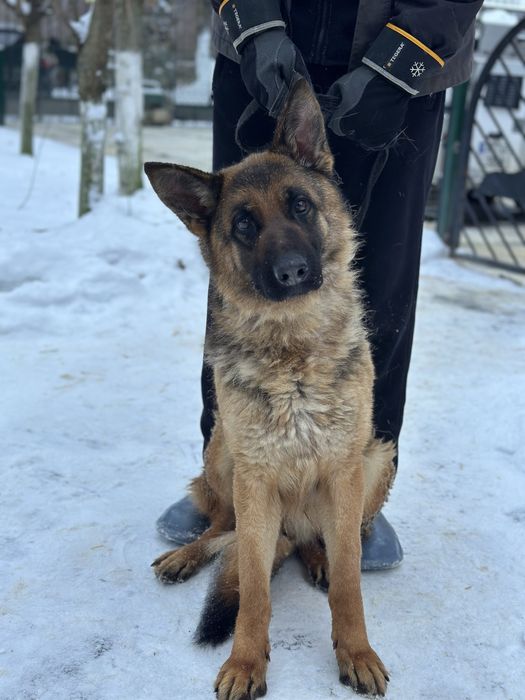 Підлітки Німецькі вівчарки