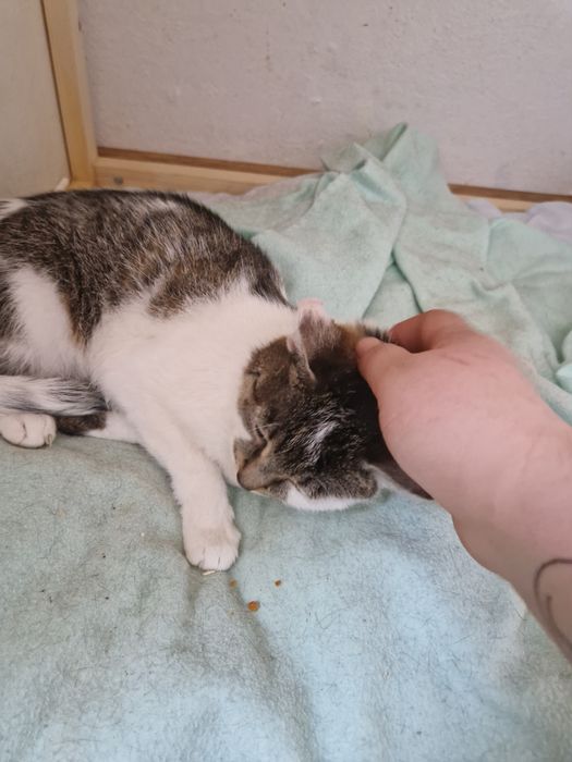 Wiele kotkow szuka pilnie domków