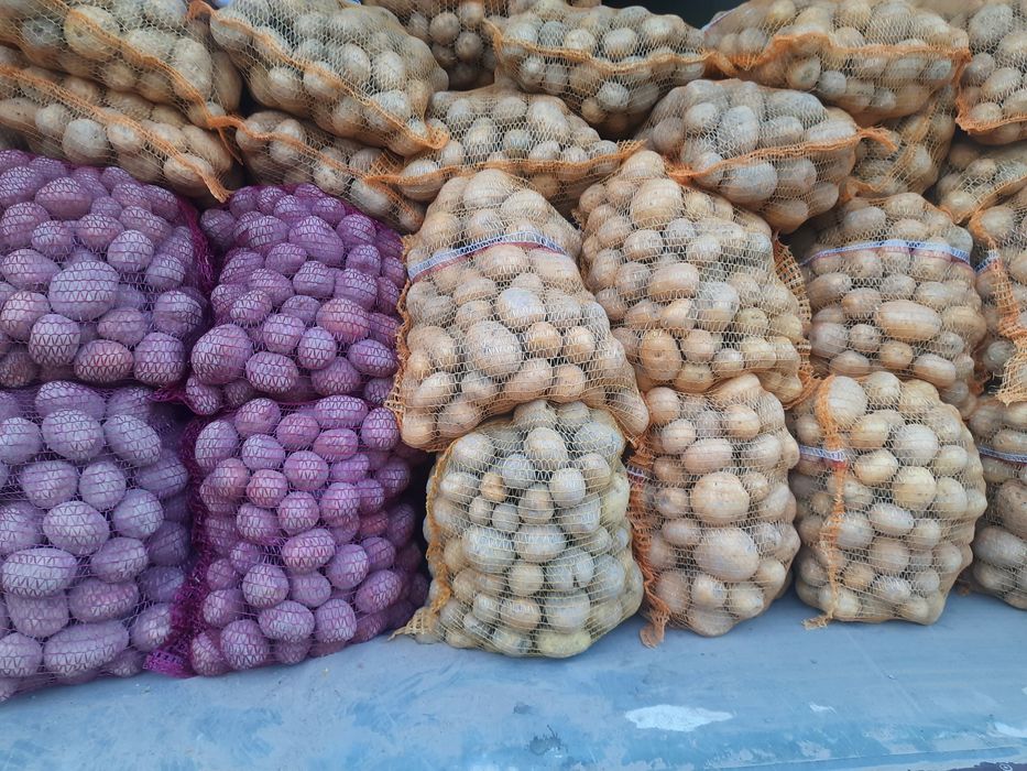 Sprzedam ziemniaki żółte Gala Belarossa