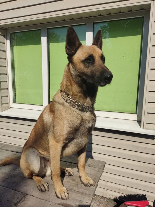 Бельгийская овчарка, малинуа. Вязка!